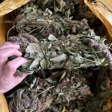 纯野生狸尾草，狐狸尾草，产地直发