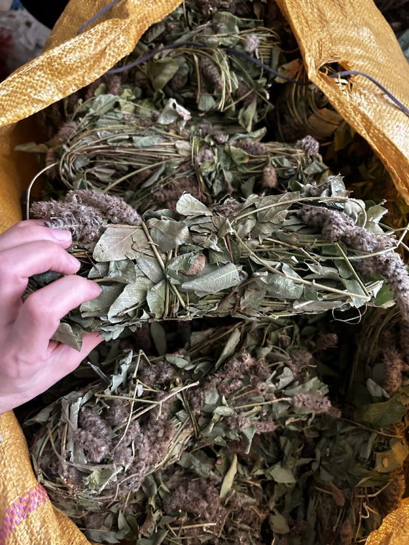 纯野生狸尾草，狐狸尾草，产地直发