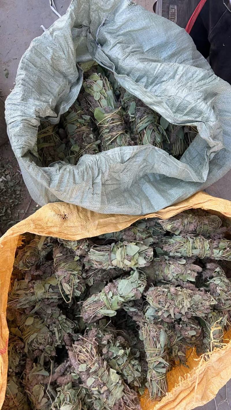 纯野生狸尾草，狐狸尾草，产地直发