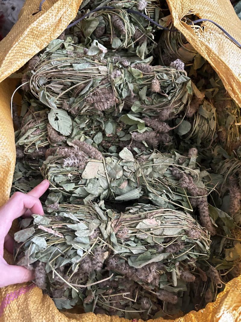 纯野生狸尾草，狐狸尾草，产地直发