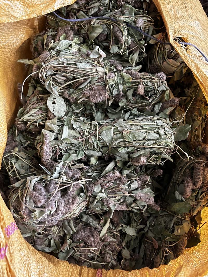纯野生狸尾草，狐狸尾草，产地直发