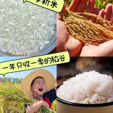 东北大米当季新米一年只收一次长期合作供应大量现货