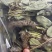 纯野生狸尾草，狐狸尾草，产地直发