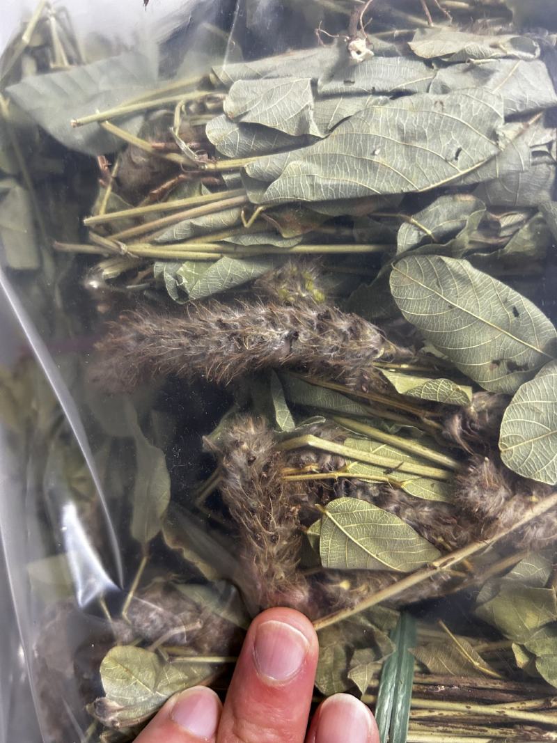 纯野生狸尾草，狐狸尾草，产地直发