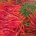 三号线椒，螺丝椒，大尖椒！市场货！基地货源全国发货！