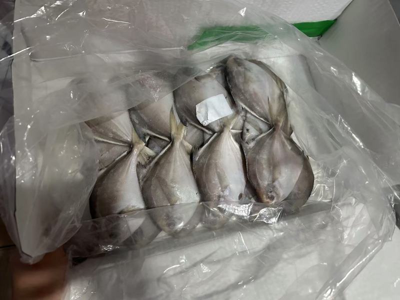 平鱼批发规格齐全品质保证量大从优欢迎老板来电订购