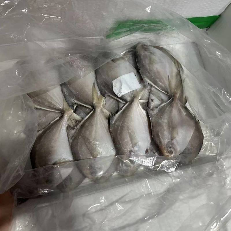 平鱼批发规格齐全品质保证量大从优欢迎老板来电订购