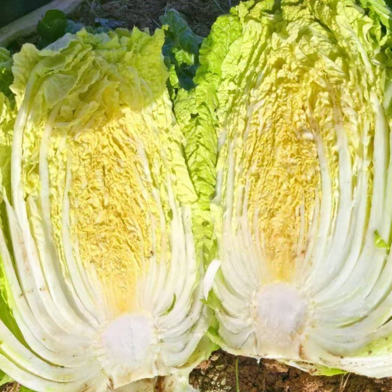 精品黄心大白菜大量上市