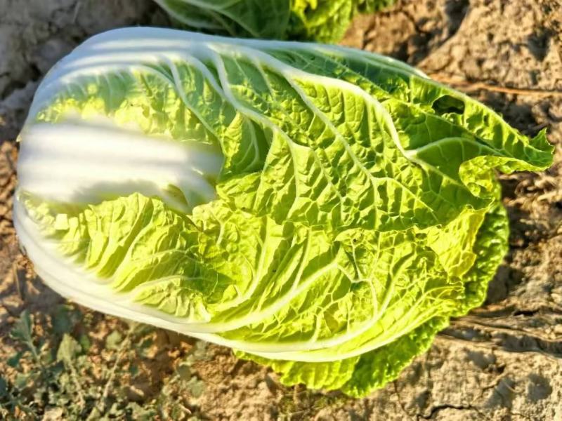 精品黄心大白菜大量上市