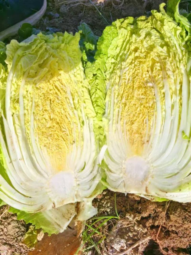 精品黄心大白菜大量上市