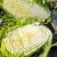 精品黄心大白菜大量上市