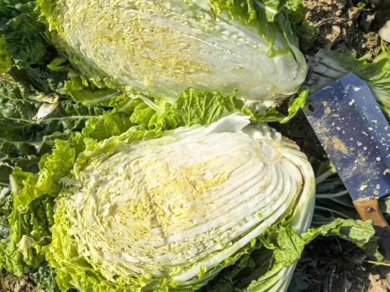 精品黄心大白菜大量上市
