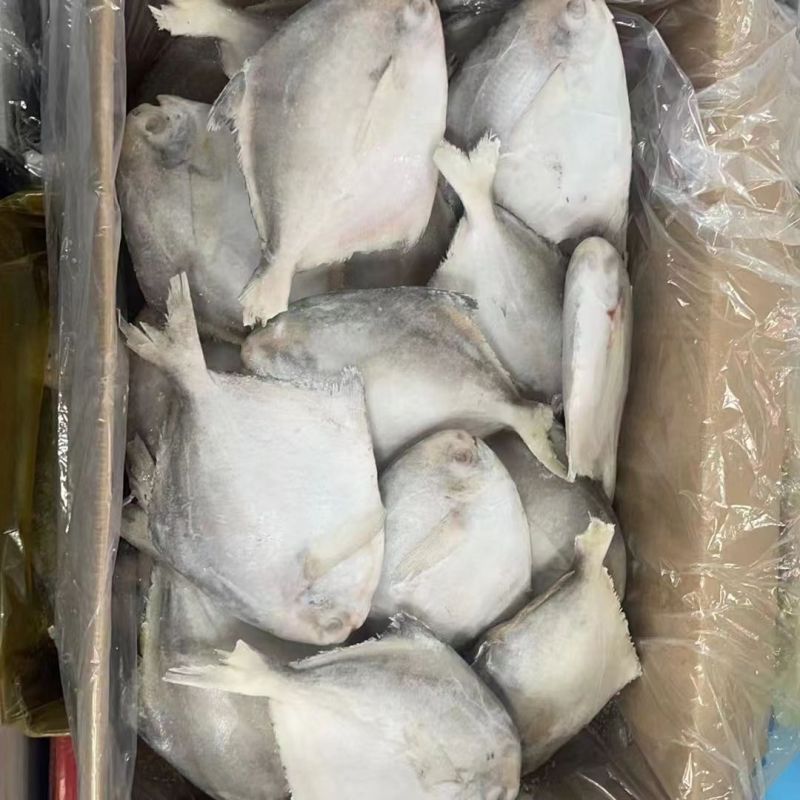 平鱼批发规格齐全品质保证量大从优欢迎老板来电订购