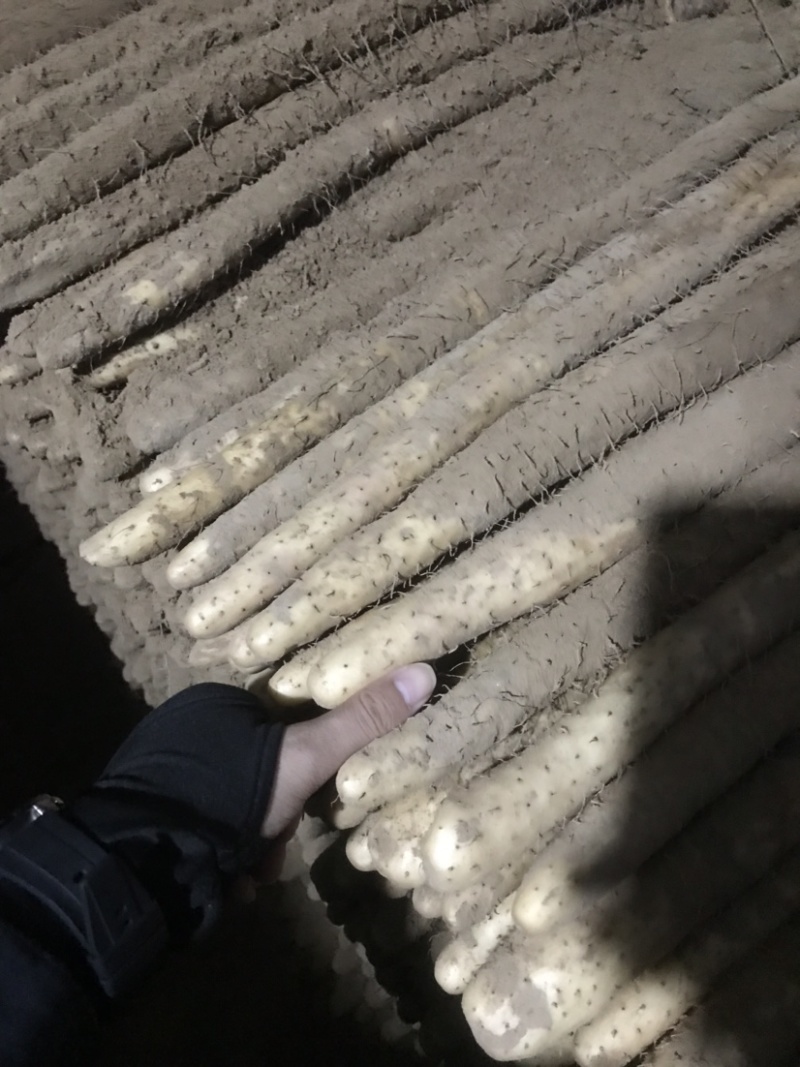 河北小白嘴山药淮山药网袋山药麻山药白玉山药产地直发现货