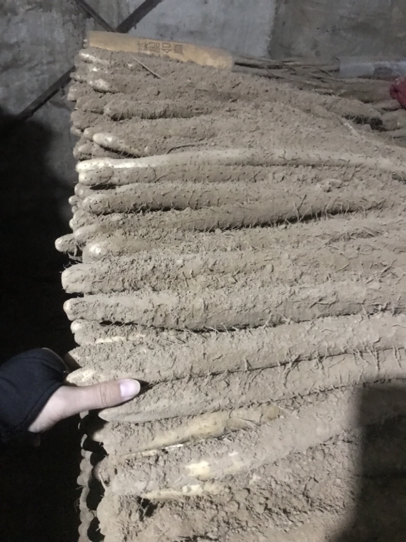 河北小白嘴山药淮山药网袋山药麻山药白玉山药产地直发现货