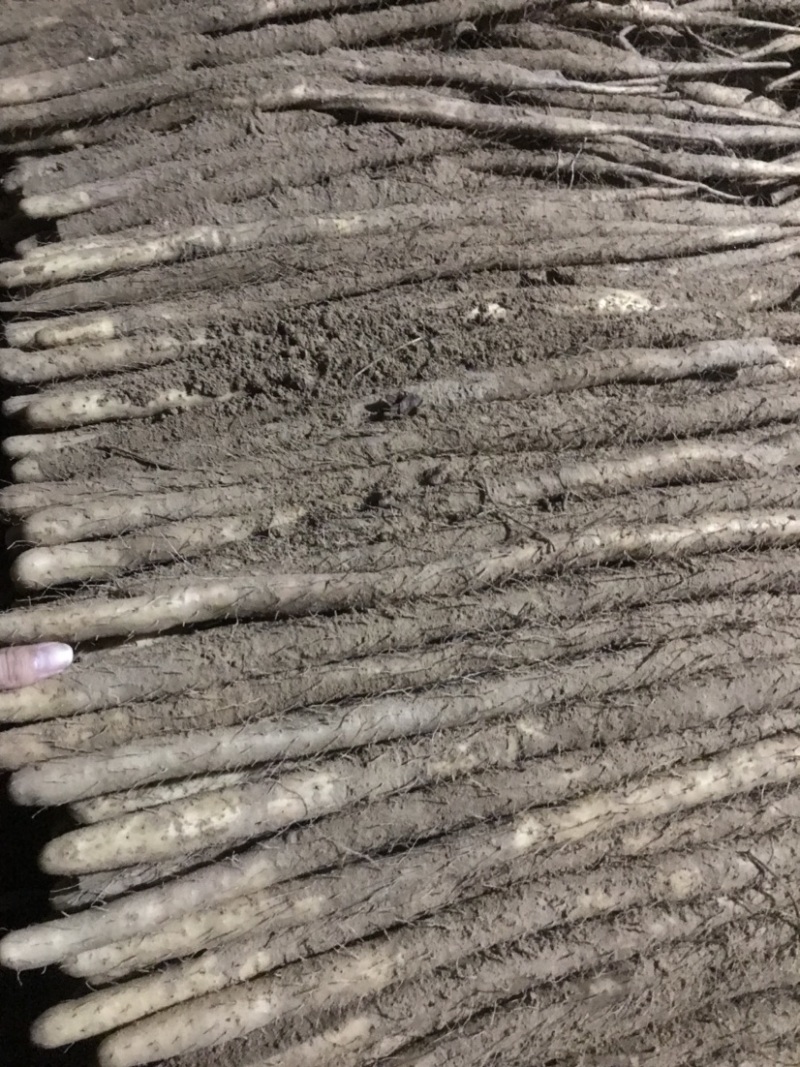 河北小白嘴山药淮山药网袋山药麻山药白玉山药产地直发现货
