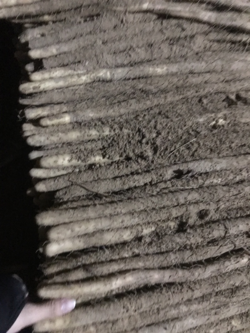 河北小白嘴山药淮山药网袋山药麻山药白玉山药产地直发现货