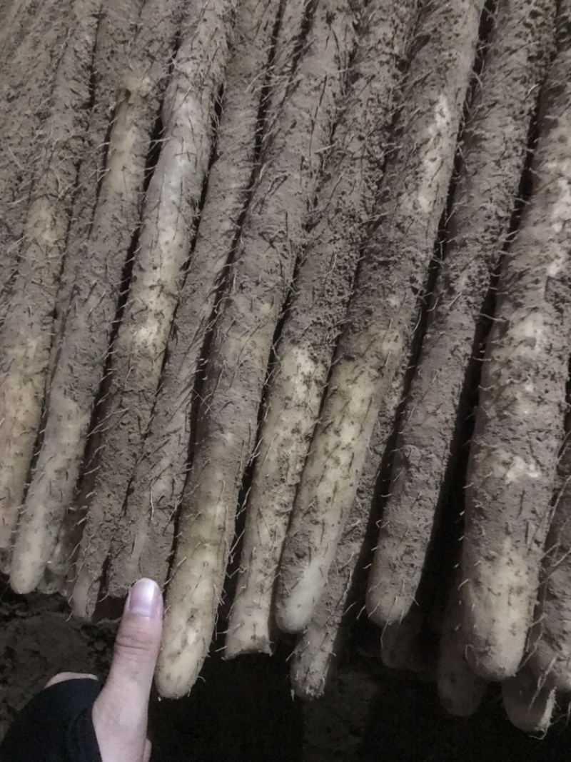 河北小白嘴山药淮山药网袋山药麻山药白玉山药产地直发现货