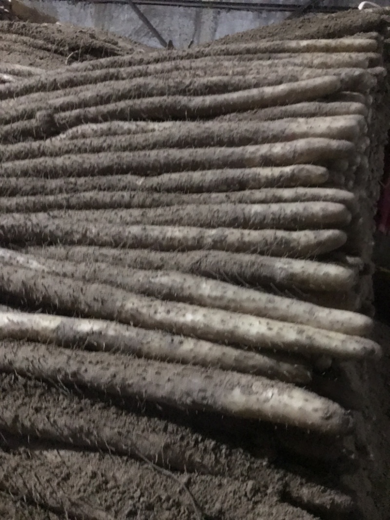 河北小白嘴山药淮山药网袋山药麻山药白玉山药产地直发现货