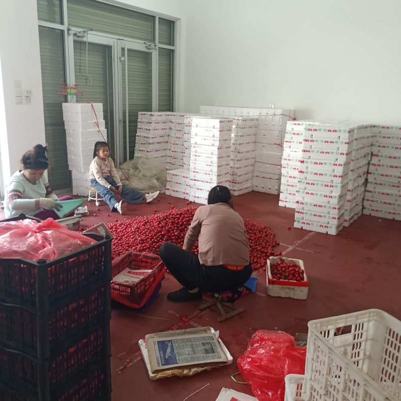 千禧圣女果T七粉玉小番茄青甜绿色小番茄产地量大口感好