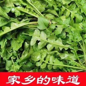 荠荠菜农户自种千亩去根去黄叶荠菜速冻荠菜常年供