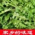 荠荠菜农户自种千亩去根去黄叶荠菜速冻荠菜常年供