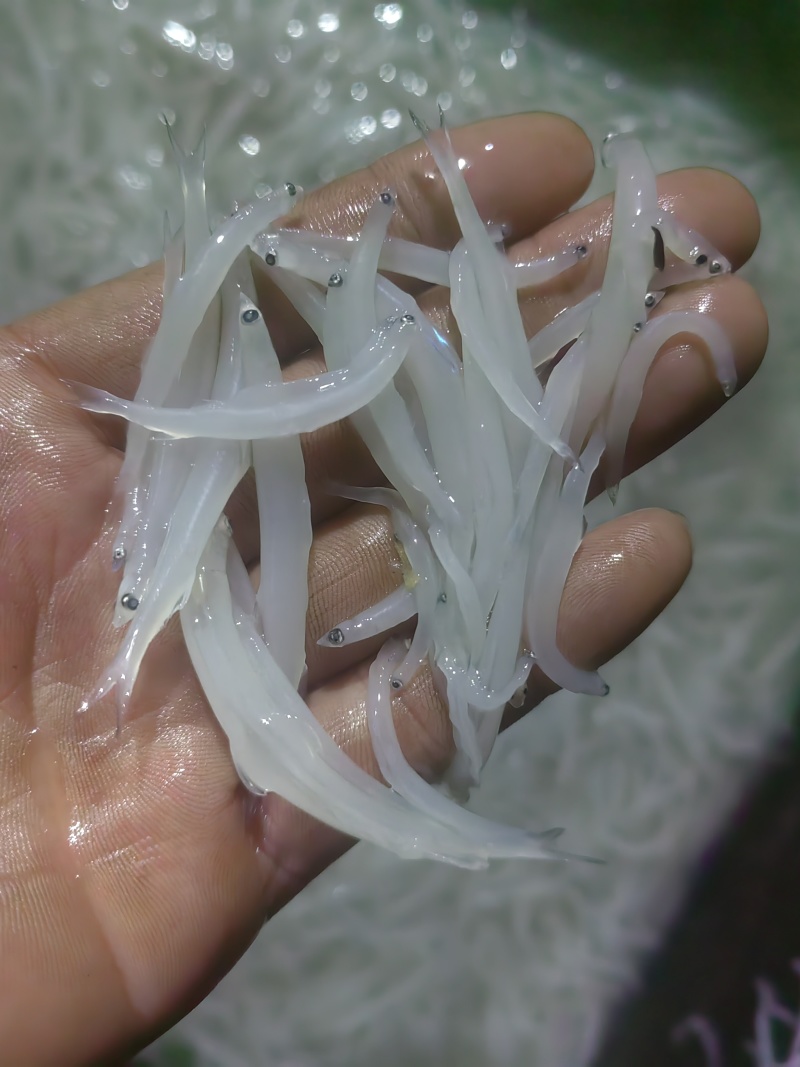 淡水银鱼银鱼干货银鱼冻品面条鱼玻璃鱼