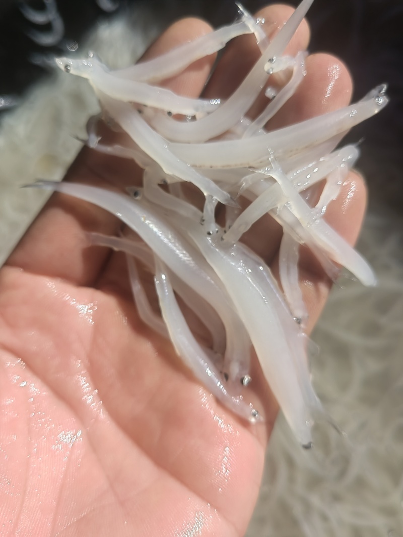 淡水银鱼银鱼干货银鱼冻品面条鱼玻璃鱼