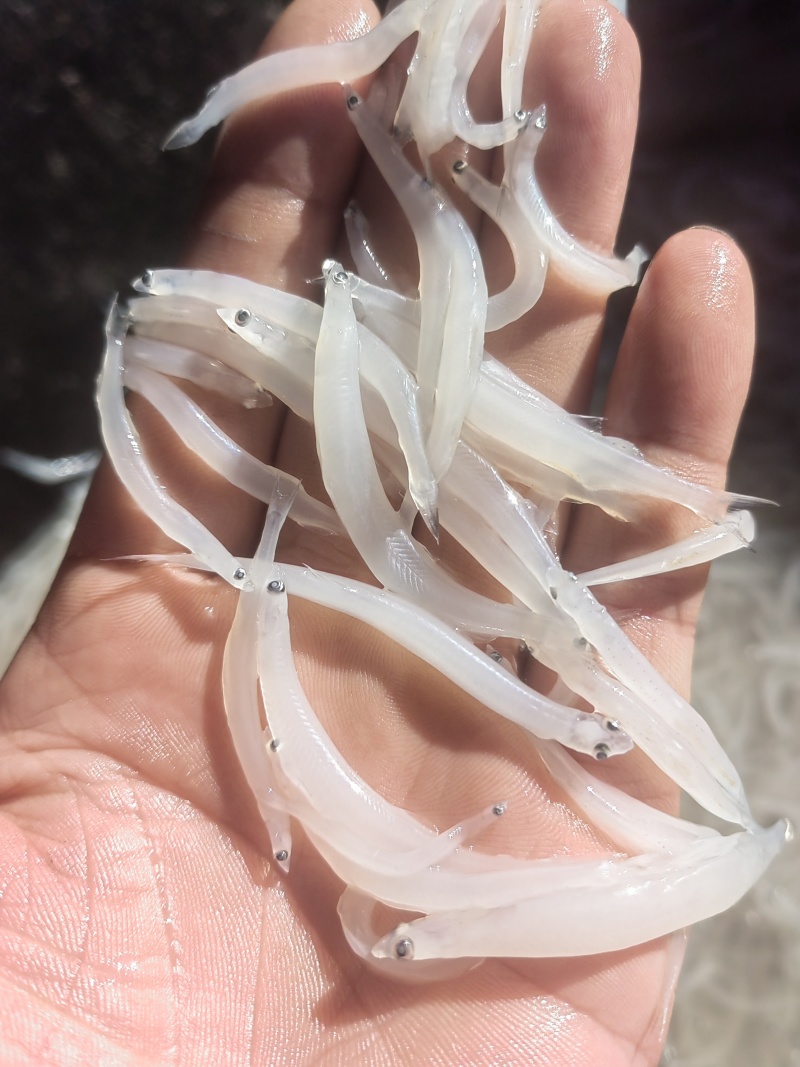 淡水银鱼银鱼干货银鱼冻品面条鱼玻璃鱼