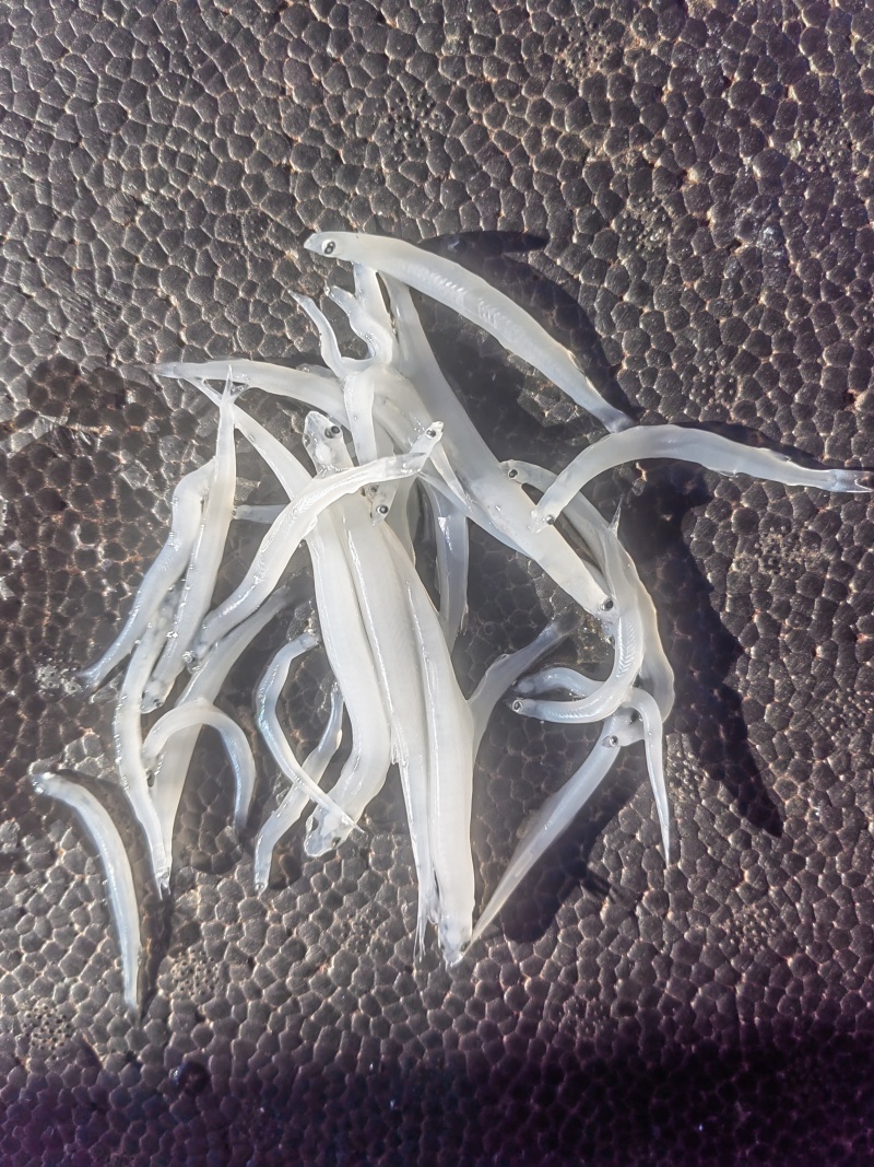 淡水银鱼银鱼干货银鱼冻品面条鱼玻璃鱼