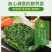 荠荠菜农户自种千亩去根去黄叶荠菜速冻荠菜常年供