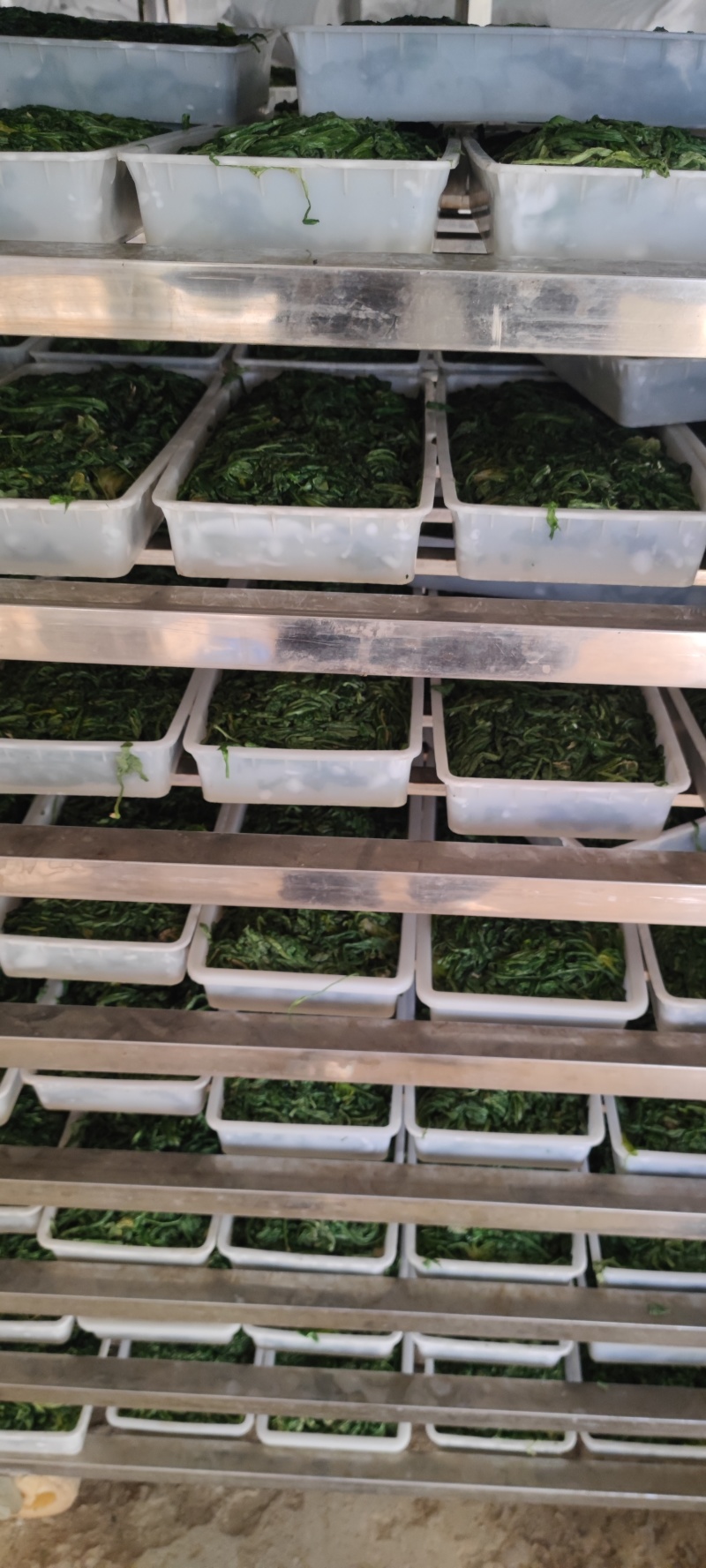 荠荠菜农户自种千亩去根去黄叶荠菜速冻荠菜常年供