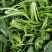 荠荠菜农户自种千亩去根去黄叶荠菜速冻荠菜常年供