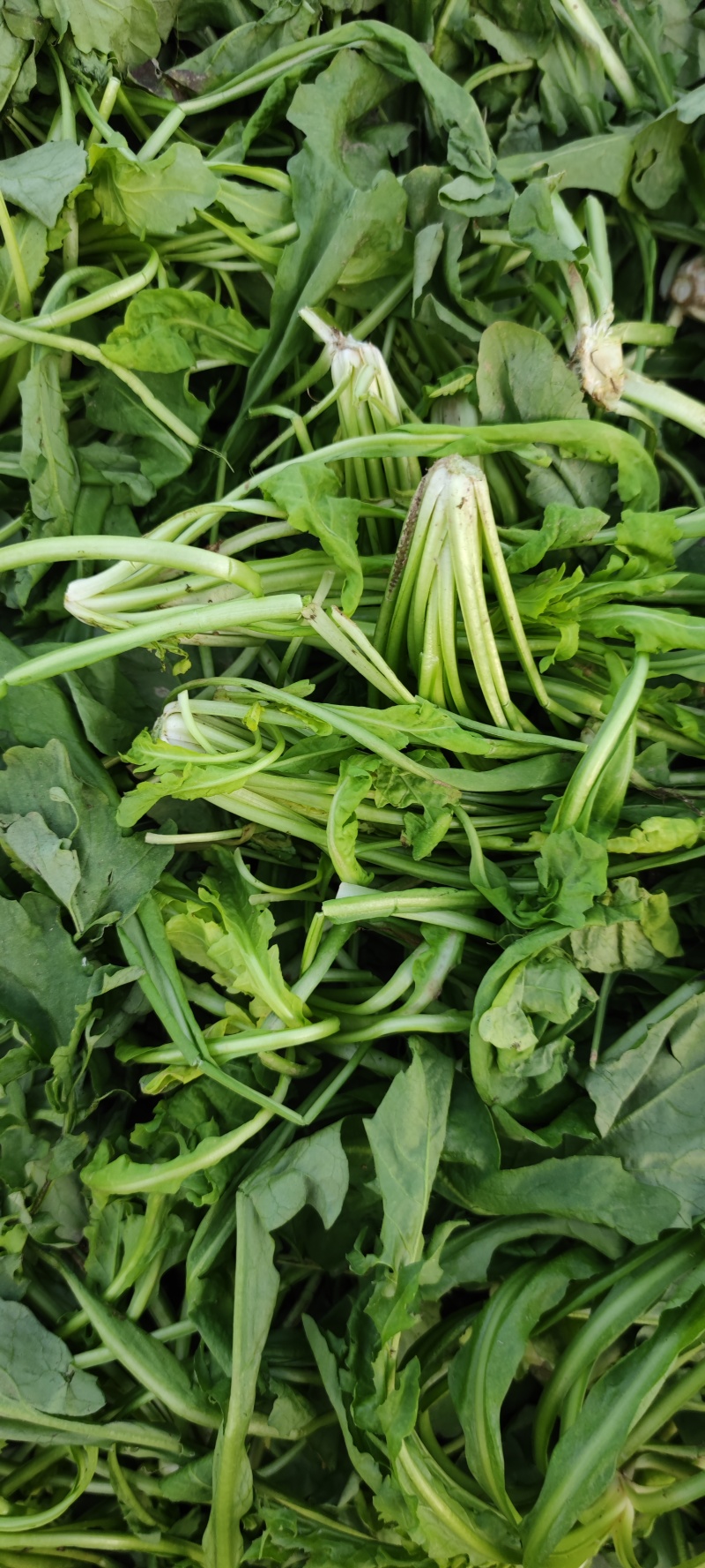 荠荠菜农户自种千亩去根去黄叶荠菜速冻荠菜常年供