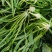 荠荠菜农户自种千亩去根去黄叶荠菜速冻荠菜常年供