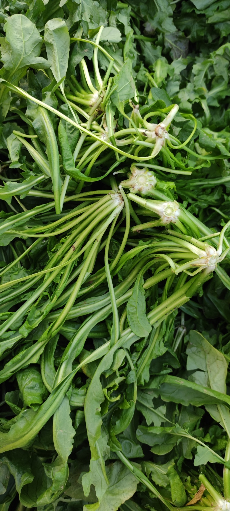 荠荠菜农户自种千亩去根去黄叶荠菜速冻荠菜常年供