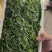 荠荠菜农户自种千亩去根去黄叶荠菜速冻荠菜常年供