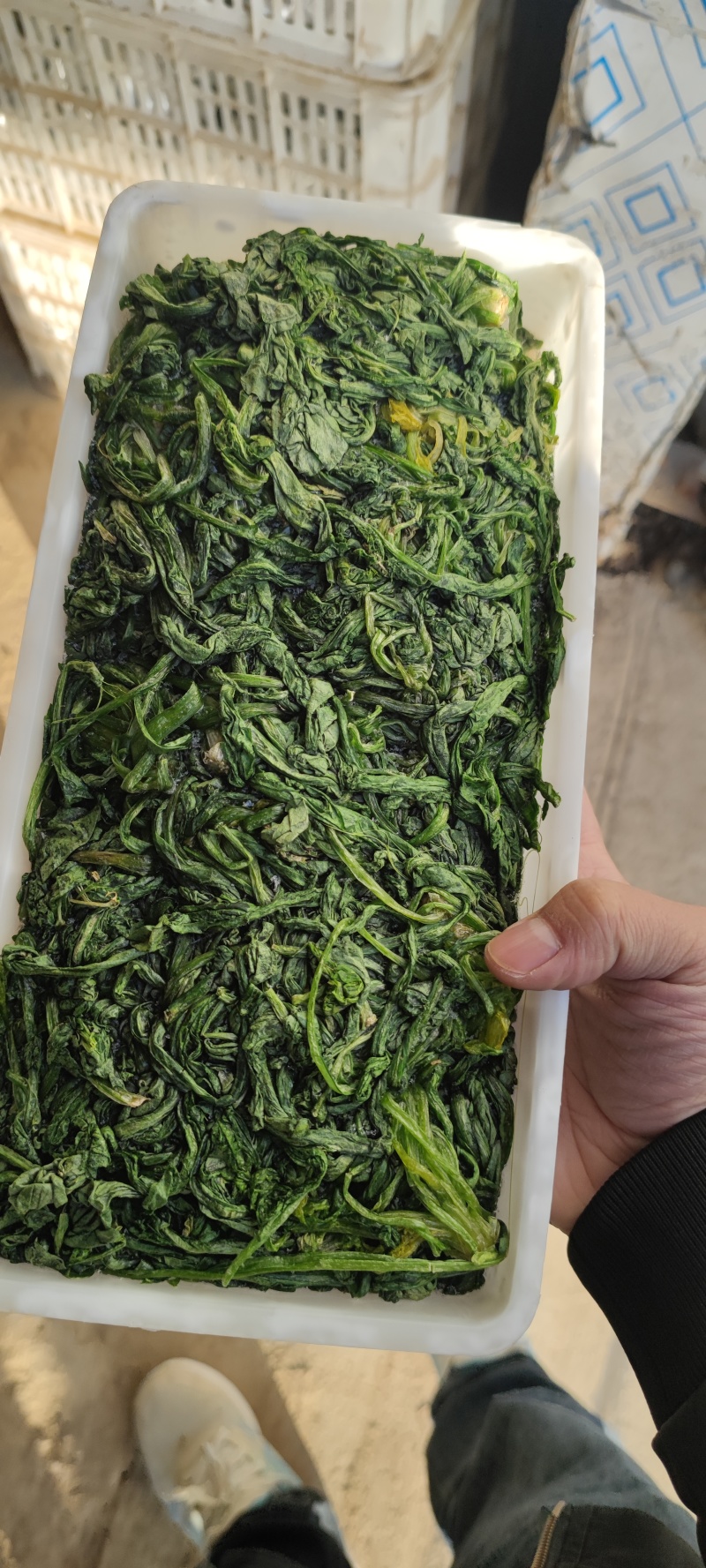 荠荠菜农户自种千亩去根去黄叶荠菜速冻荠菜常年供