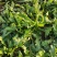 荠荠菜农户自种千亩去根去黄叶荠菜速冻荠菜常年供
