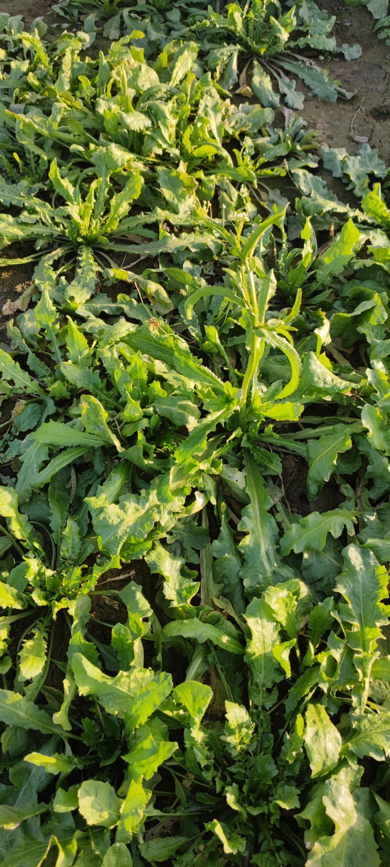 荠荠菜农户自种千亩去根去黄叶荠菜速冻荠菜常年供