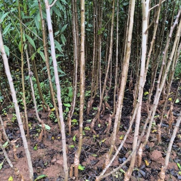 西梅苗