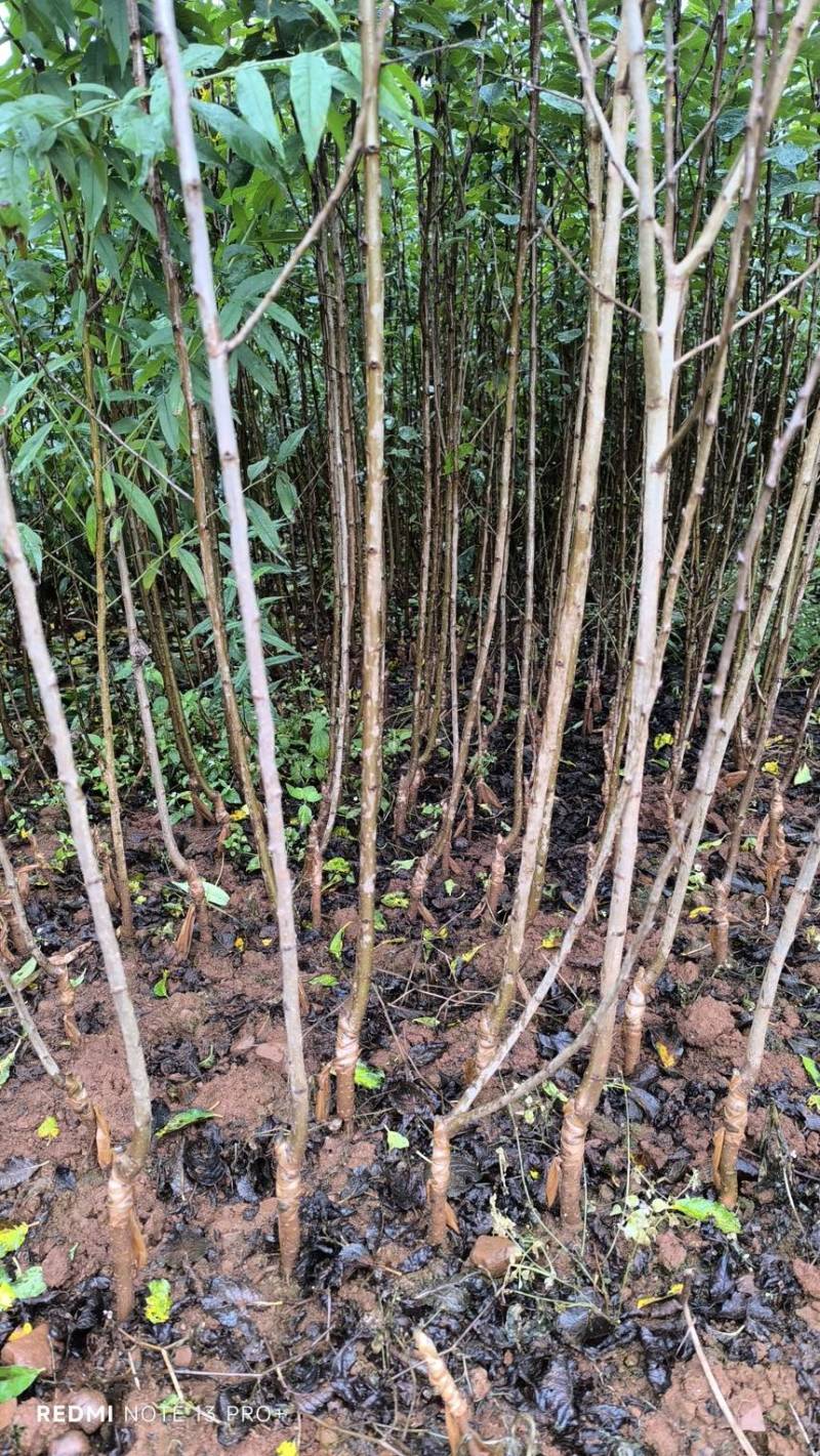 西梅苗