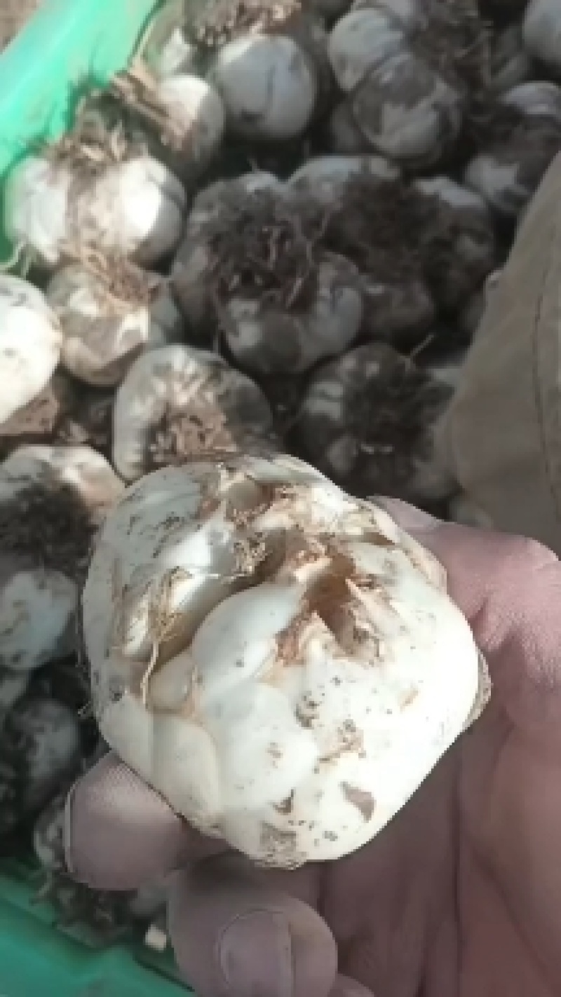 一代百合种球，基地培育，可食用，可做观赏花卉
