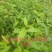 改良高产抗逆木姜子山苍子山胡椒苗(种植第二年挂果)