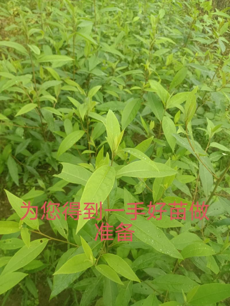 改良高产抗逆木姜子山苍子山胡椒苗(种植第二年挂果)