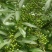 改良高产抗逆木姜子山苍子山胡椒苗(种植第二年挂果)