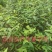 改良高产抗逆木姜子山苍子山胡椒苗(种植第二年挂果)