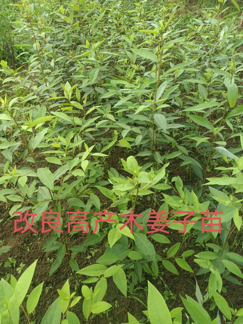 改良高产抗逆木姜子山苍子山胡椒苗(种植第二年挂果)