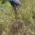 改良高产抗逆木姜子山苍子山胡椒苗(种植第二年挂果)