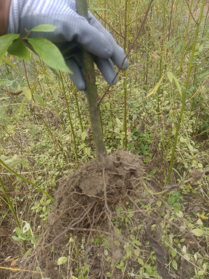改良高产抗逆木姜子山苍子山胡椒苗(种植第二年挂果)